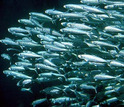 School of Pacific sardines
